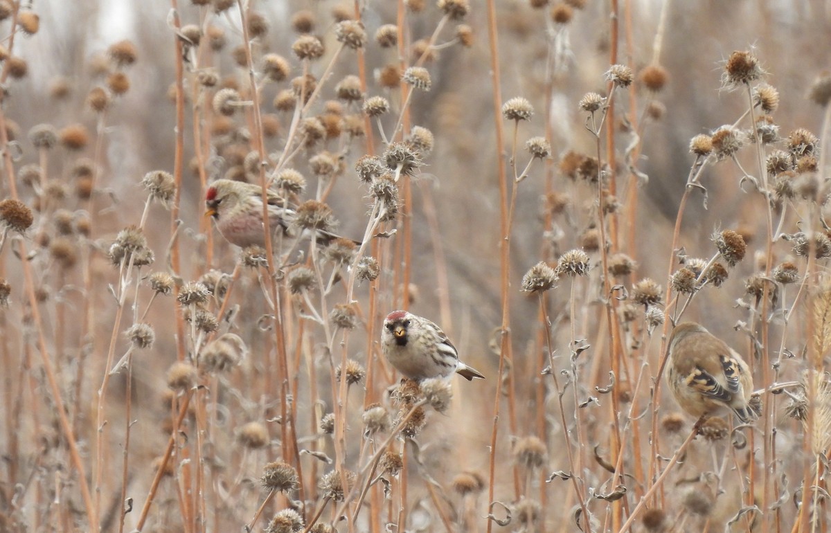 ベニヒワ（亜種 ベニヒワ flammea／rostrata/islandica）ベニヒワ（flammea グループ／亜種 イメベニヒワ） - ML386717071