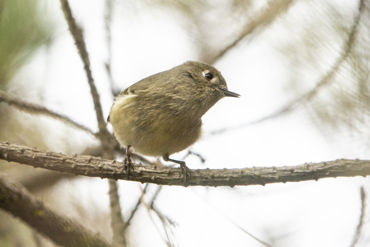 Ruby-crowned Kinglet - ML386717521