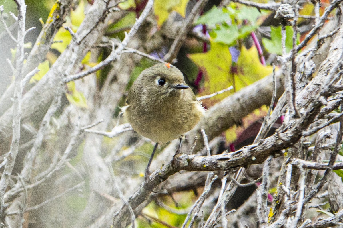 Ruby-crowned Kinglet - ML386717531