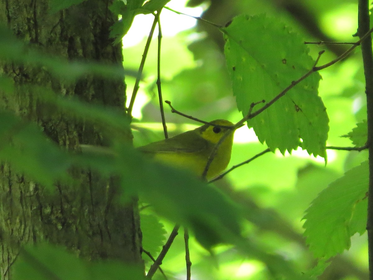 Hooded Warbler - ML386717591