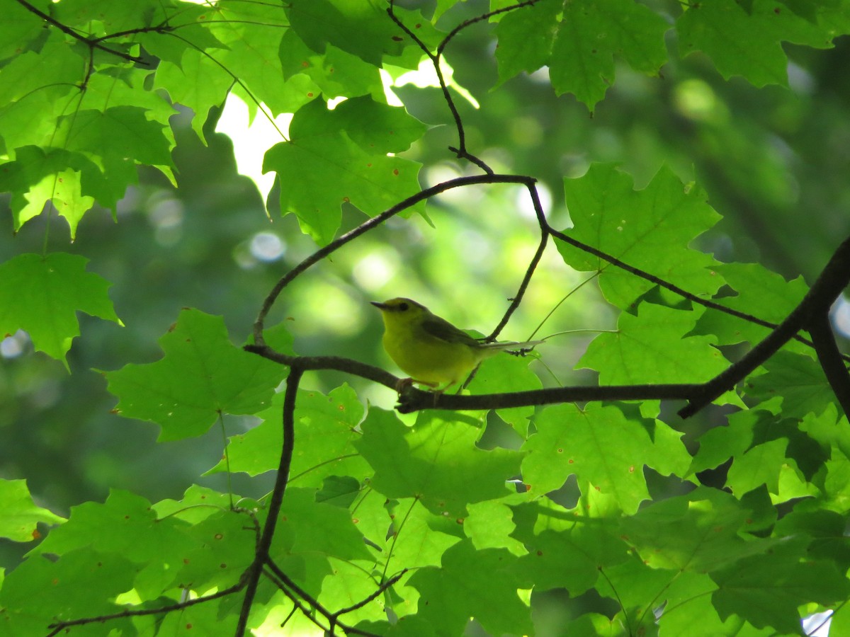 Hooded Warbler - ML386717641