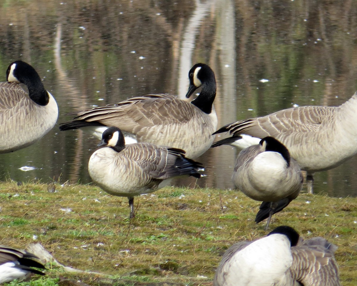 Cackling Goose - ML386717801