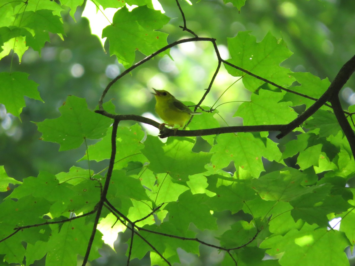 Hooded Warbler - ML386717831