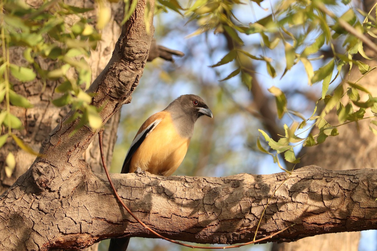 Rufous Treepie - ML386718031