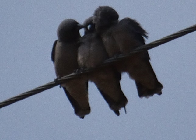 Ashy Woodswallow - ML38671821