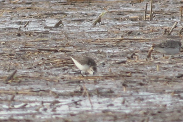 peep sp. - ML386718421