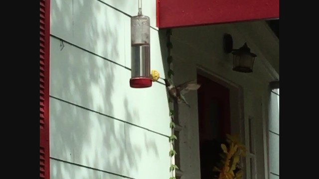 Broad-tailed Hummingbird - ML386718521