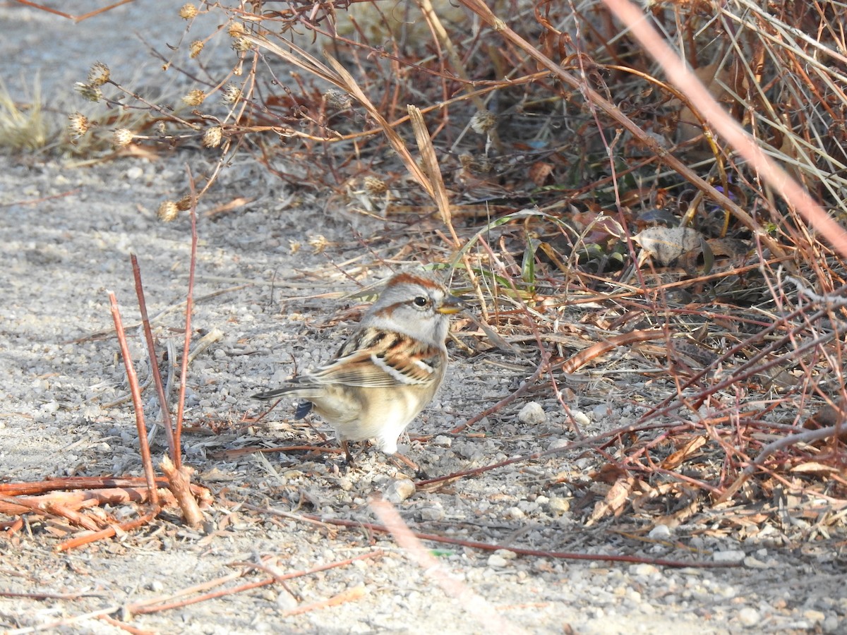 American Tree Sparrow - ML386719671