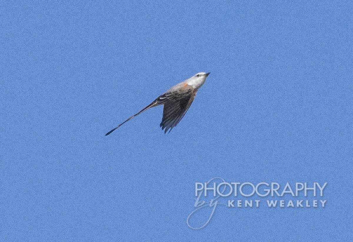 Scissor-tailed Flycatcher - ML386719791