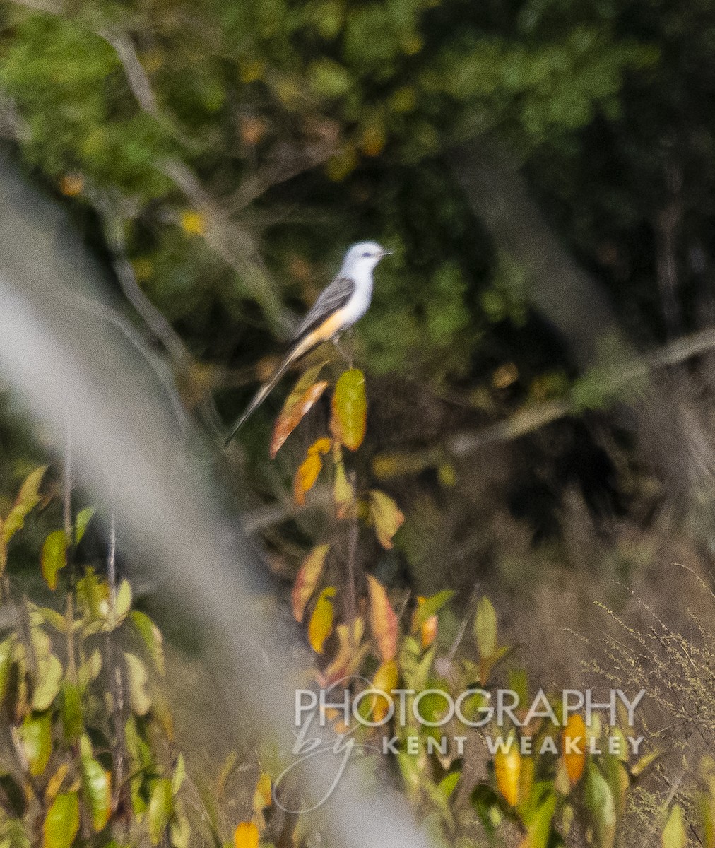 Scissor-tailed Flycatcher - Kent Weakley