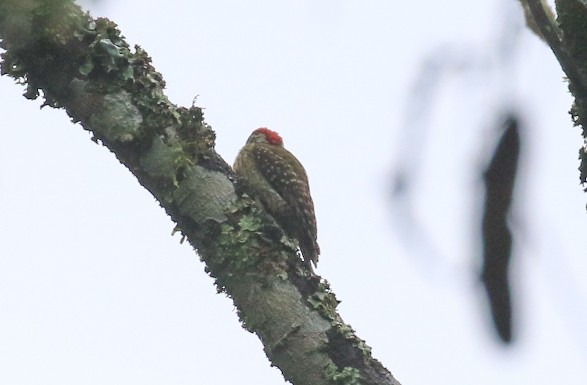Buff-spotted Woodpecker - ML386720691