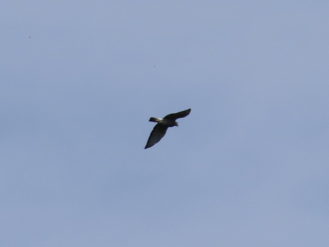 Broad-winged Hawk - ML386720701