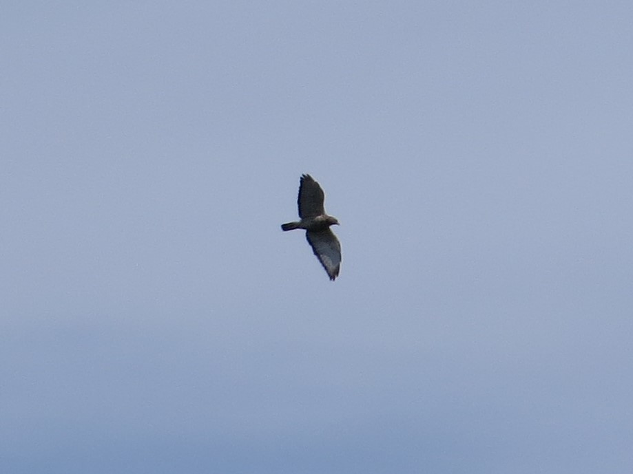 Broad-winged Hawk - ML386720791