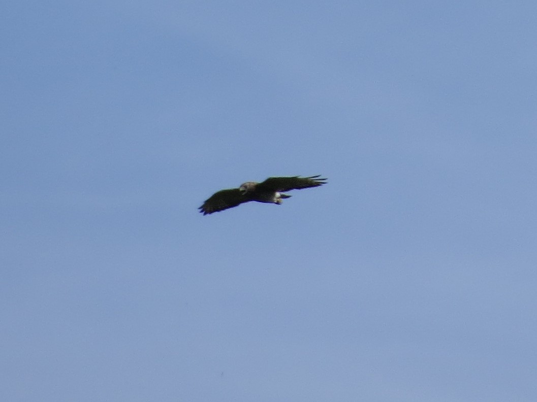 Broad-winged Hawk - ML386720871