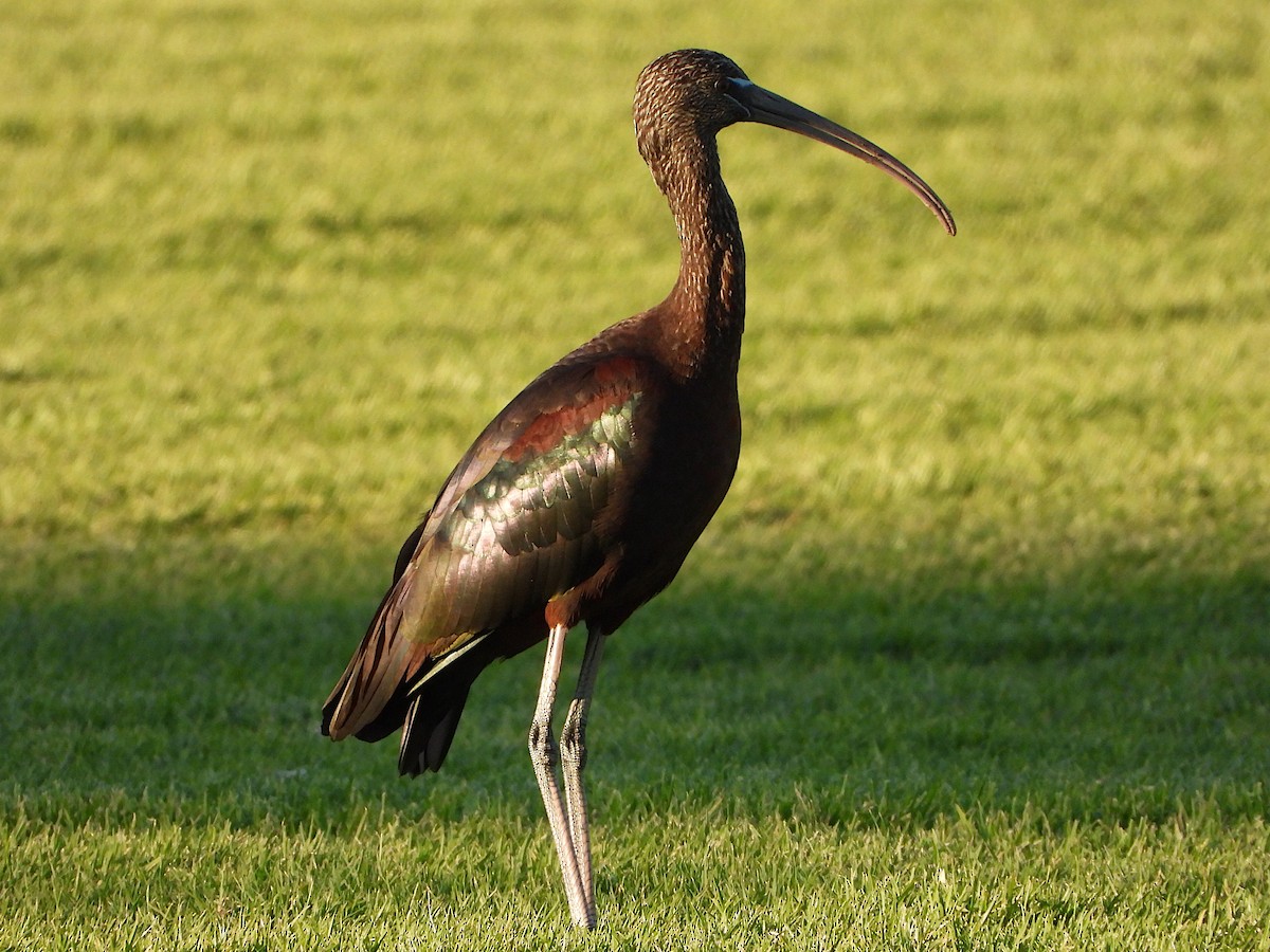 Glossy Ibis - Diogo  Portela