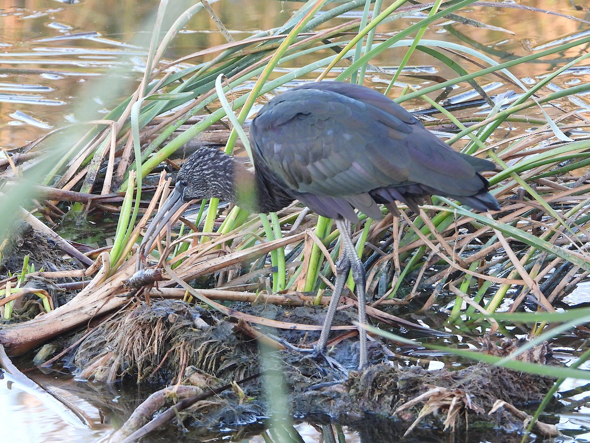 Glossy Ibis - Diogo  Portela