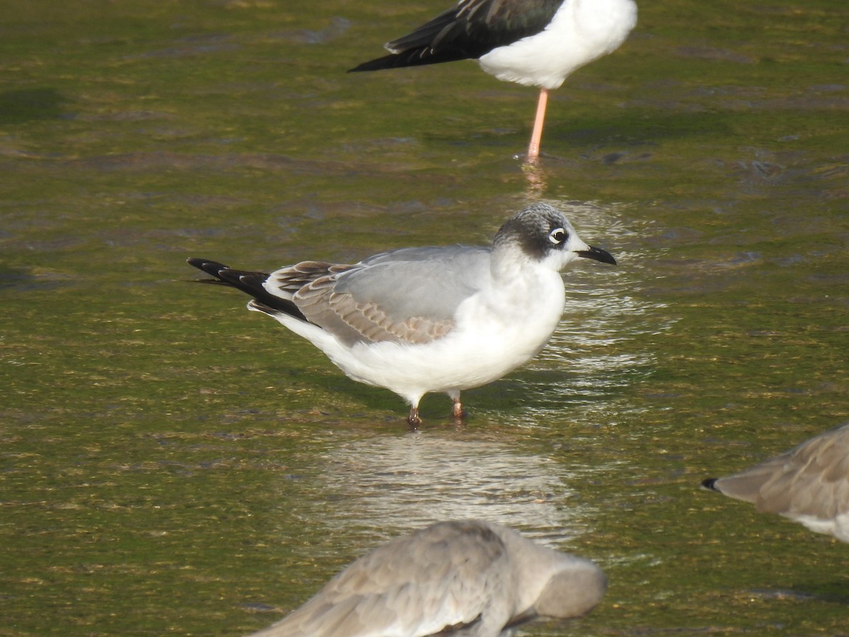 Franklin's Gull - ML386722191