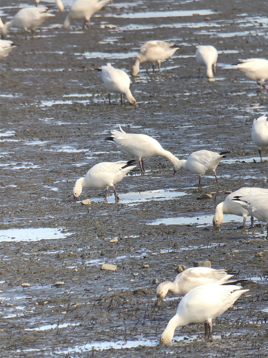 Snow x Ross's Goose (hybrid) - ML386722671