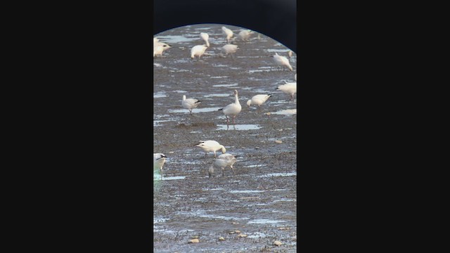 Snow x Ross's Goose (hybrid) - ML386722681