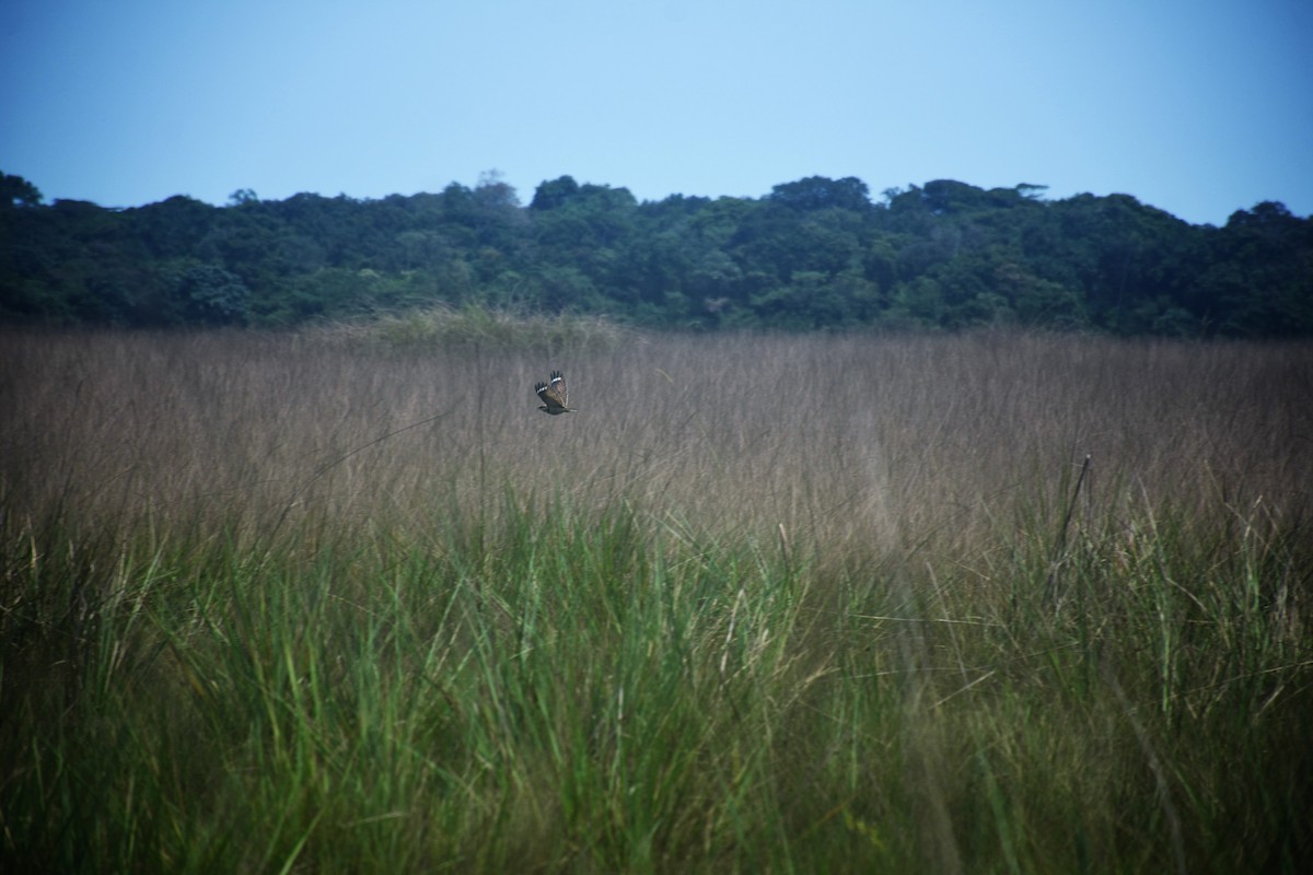 Swamp Nightjar - ML386722711