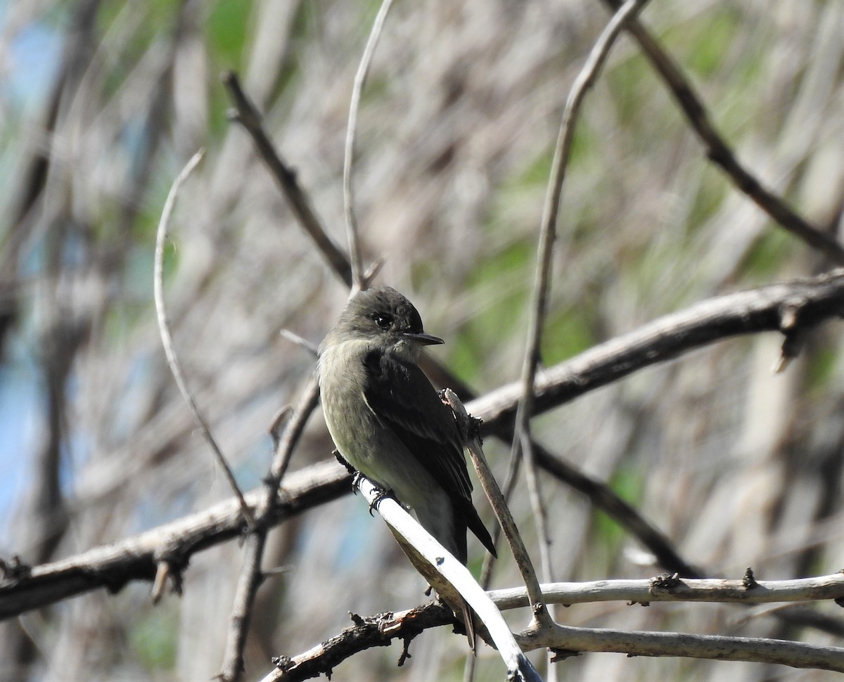 Western Wood-Pewee - ML386723531