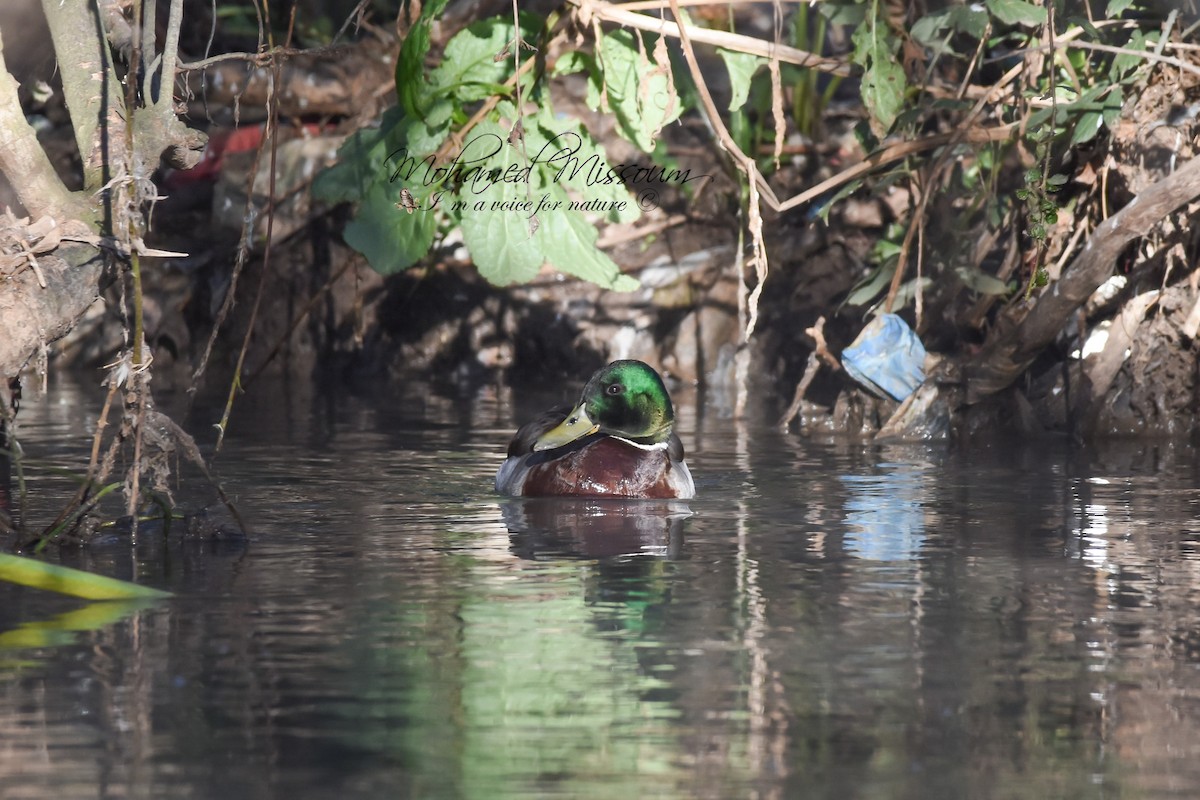 Canard colvert - ML386725081