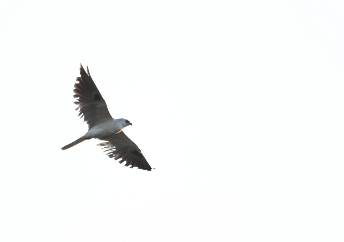 White-tailed Kite - ML386725341