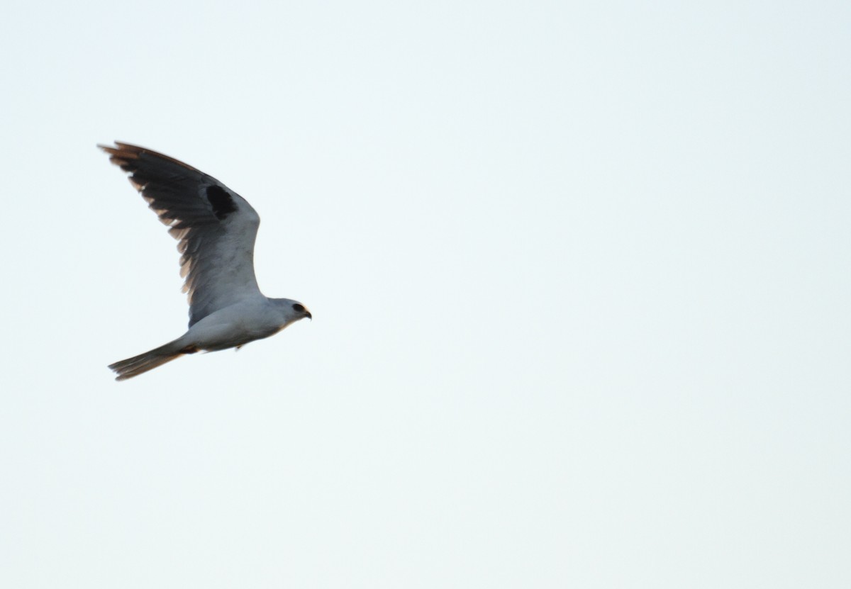 White-tailed Kite - ML386725381