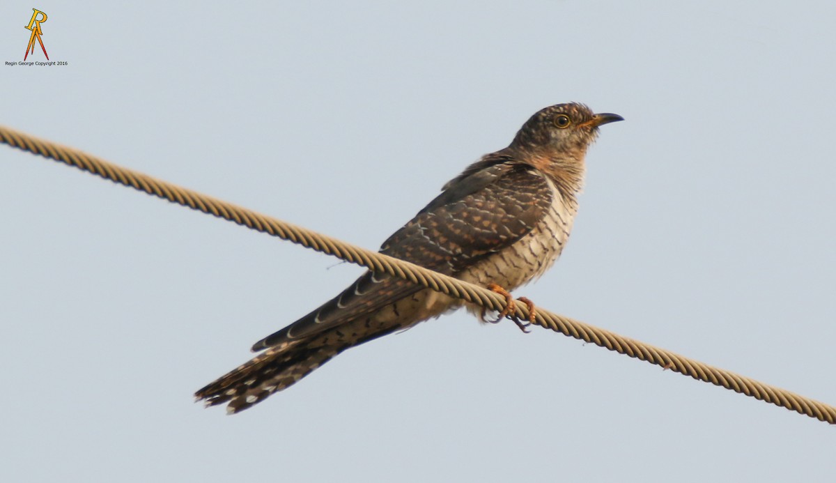 Common Cuckoo - ML38672591