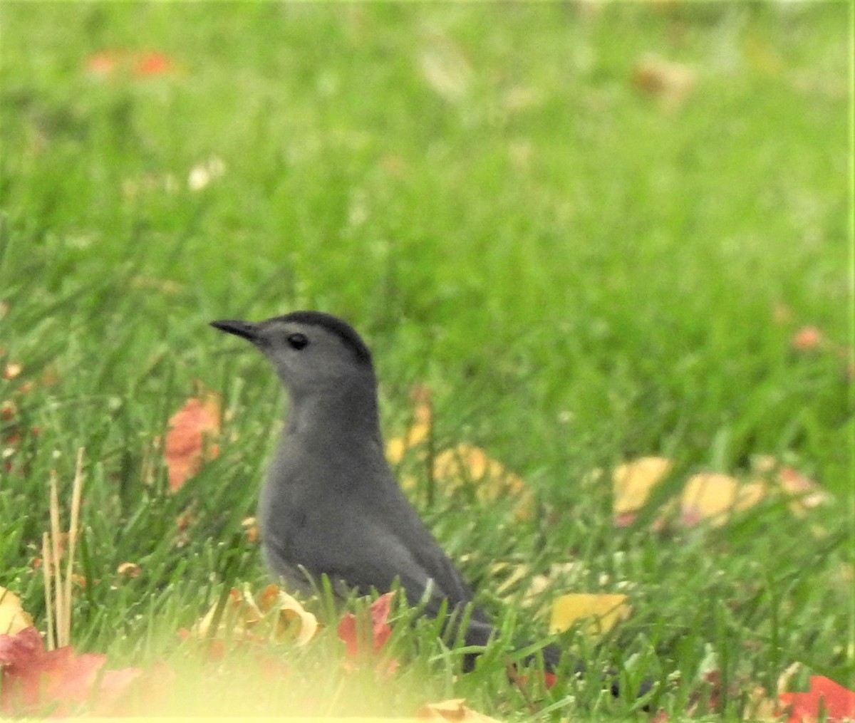 Gray Catbird - ML386726031