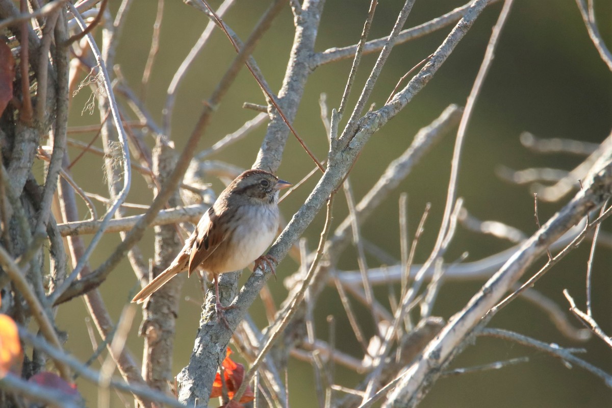 Swamp Sparrow - ML386727231