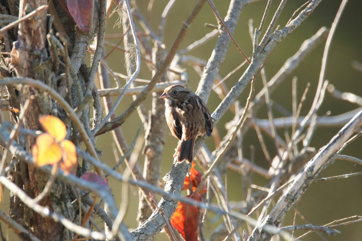 Swamp Sparrow - ML386727241