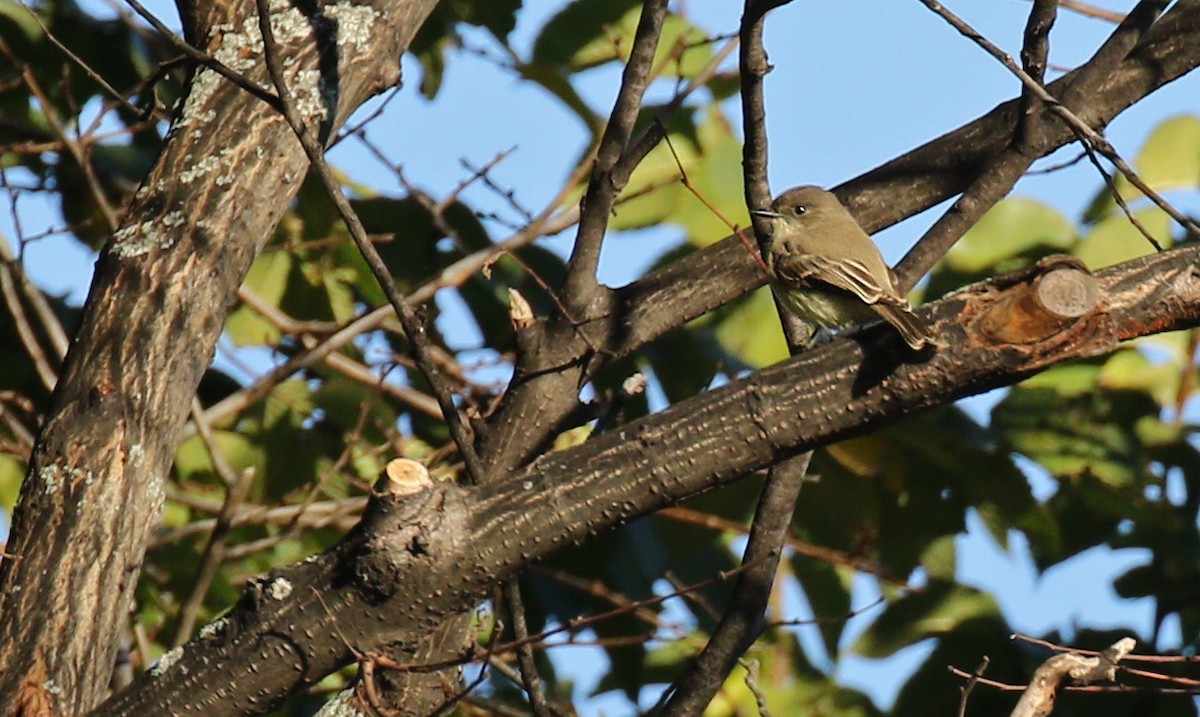 Eastern Phoebe - Ryan Schain