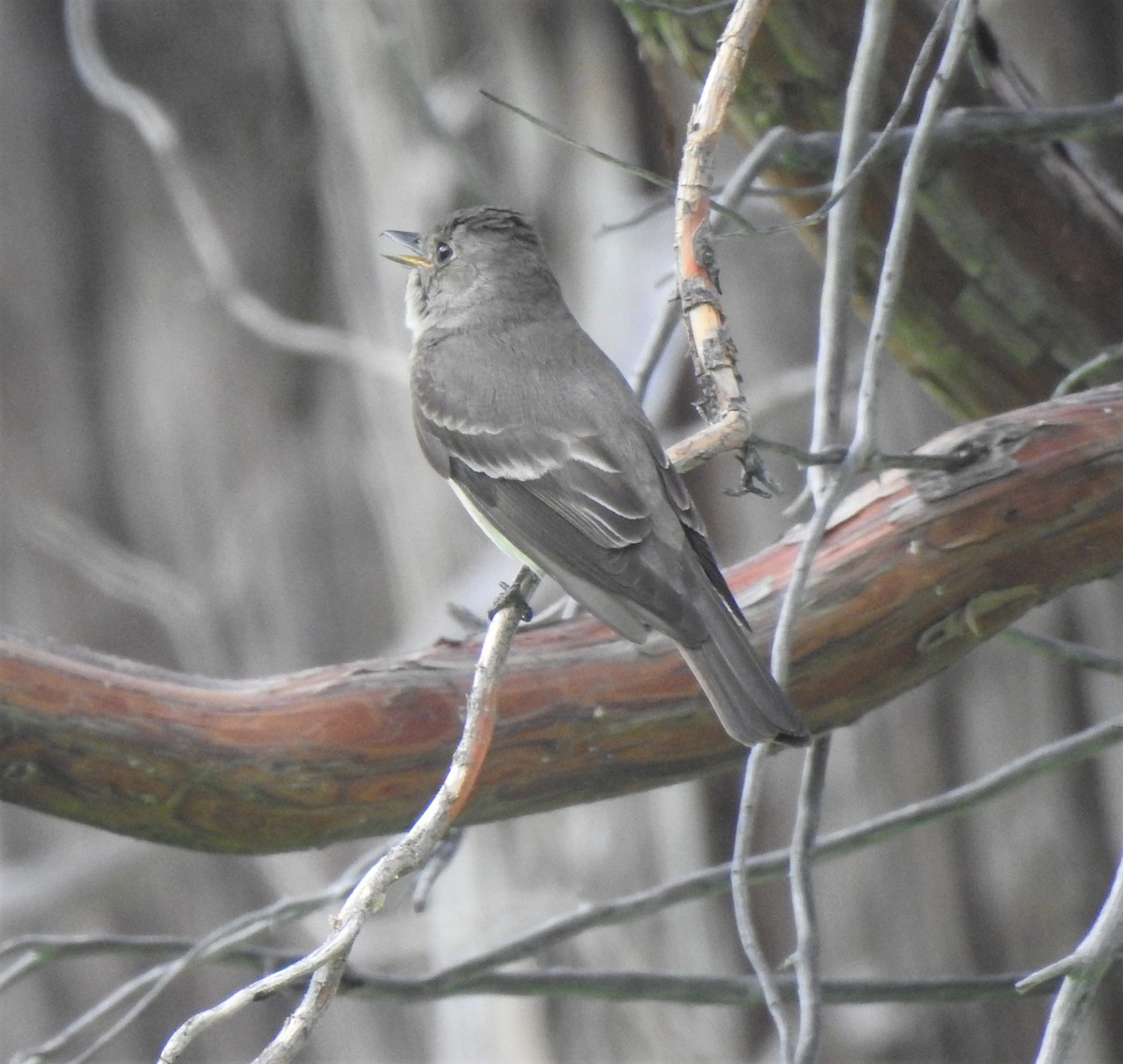 Western Wood-Pewee - ML386727341