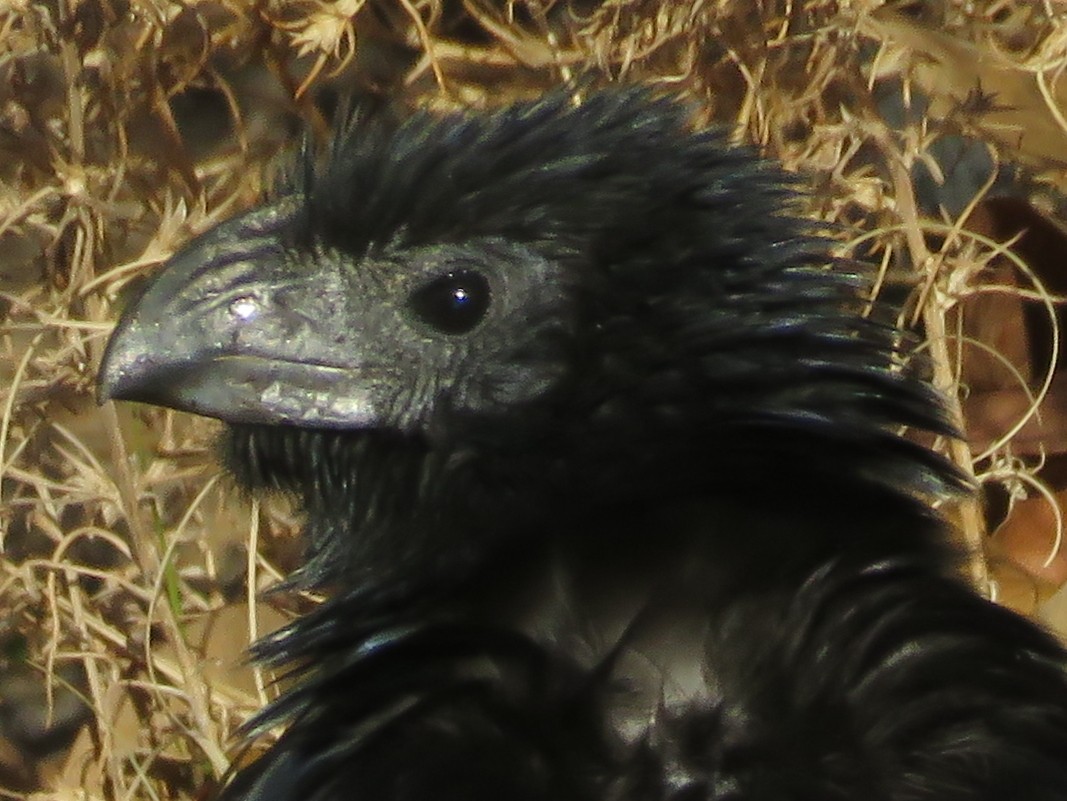 Groove-billed Ani - ML386727491