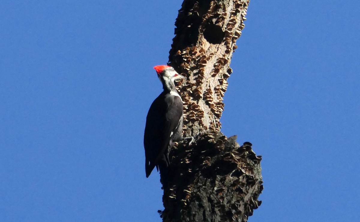 Pileated Woodpecker - ML386727911