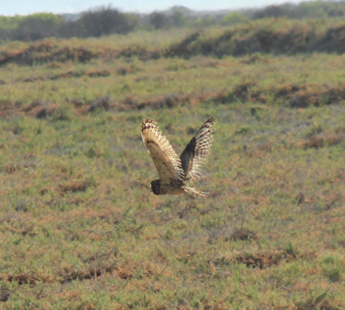 Short-eared Owl - ML386729211