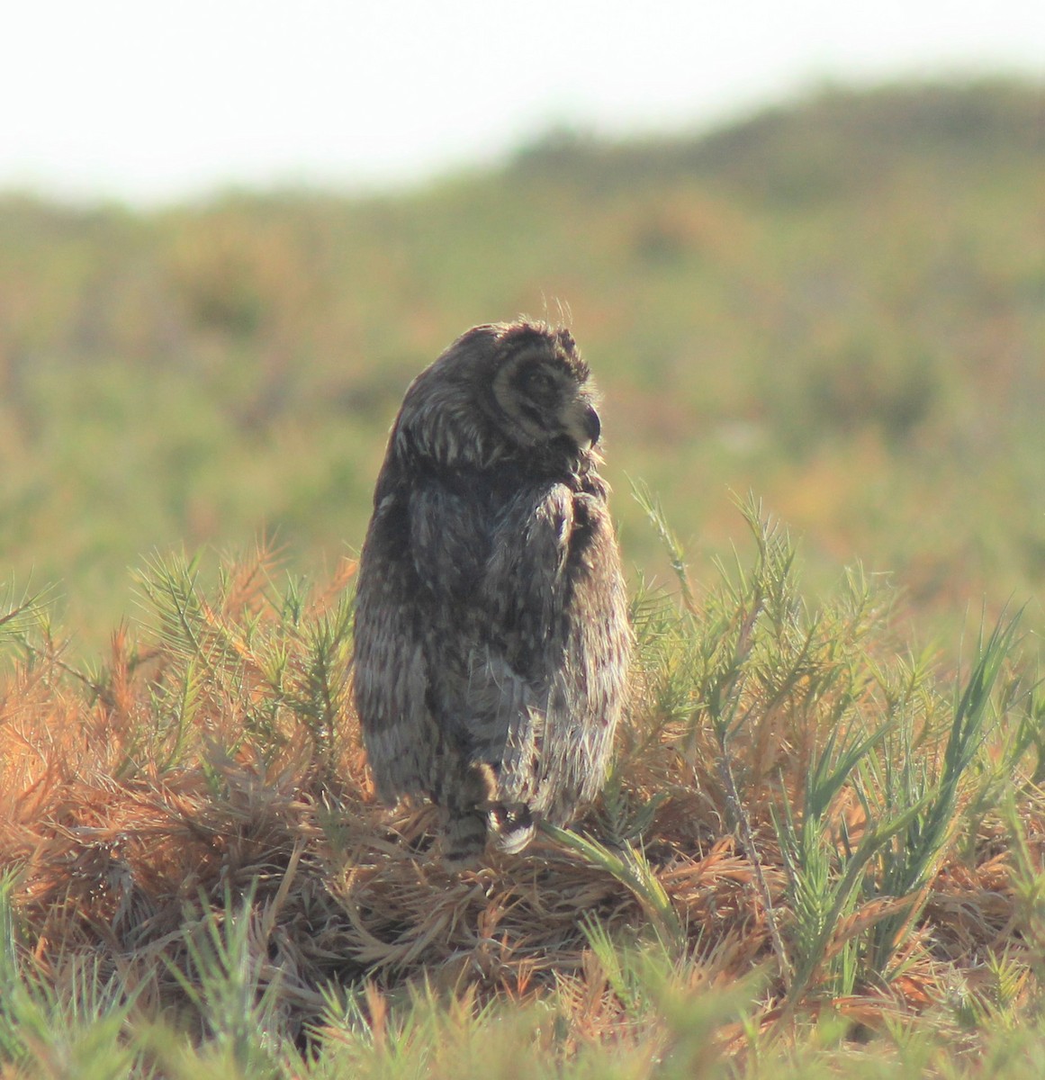 Short-eared Owl - ML386729221