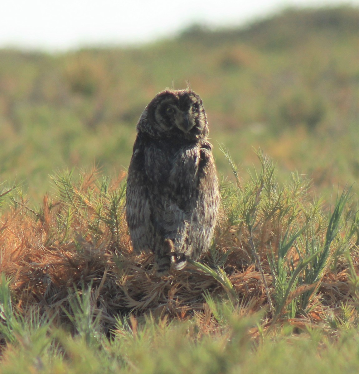 Short-eared Owl - ML386729231