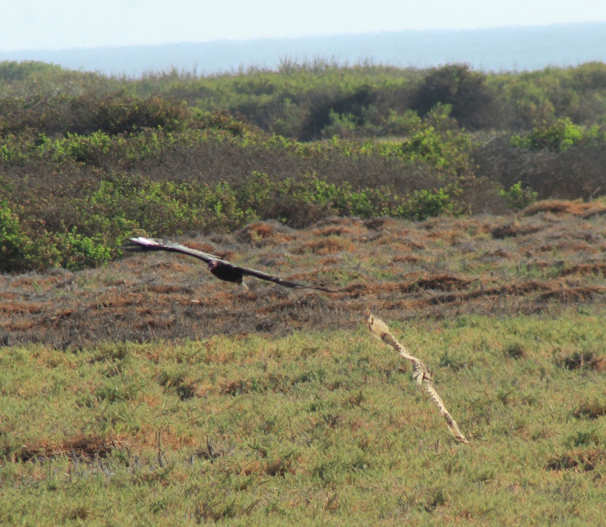 Short-eared Owl - ML386729241