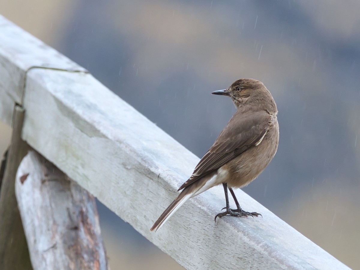 Black-billed Shrike-Tyrant - ML386730211