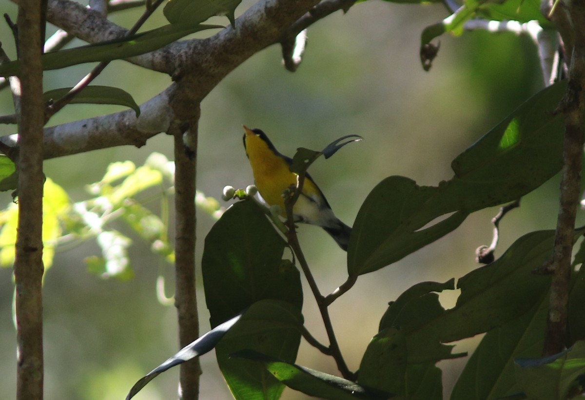 Tropical Parula (Middle American) - ML386730491