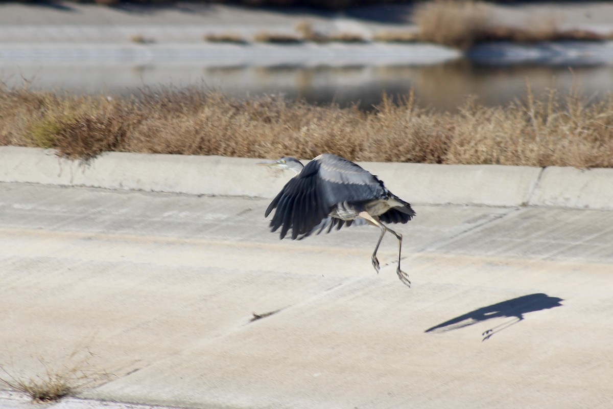 Great Blue Heron - ML386731601