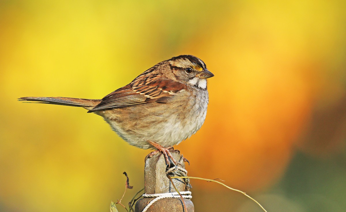 White-throated Sparrow - Ryan Schain