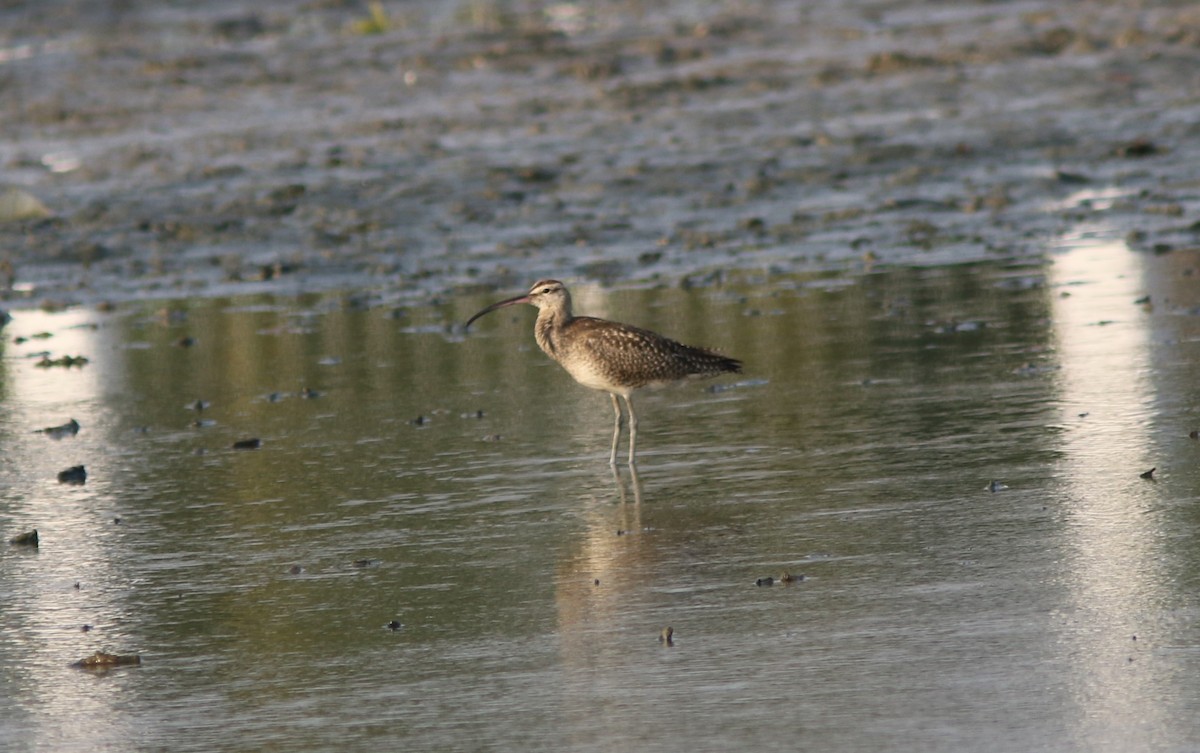 Zarapito Trinador - ML386733591