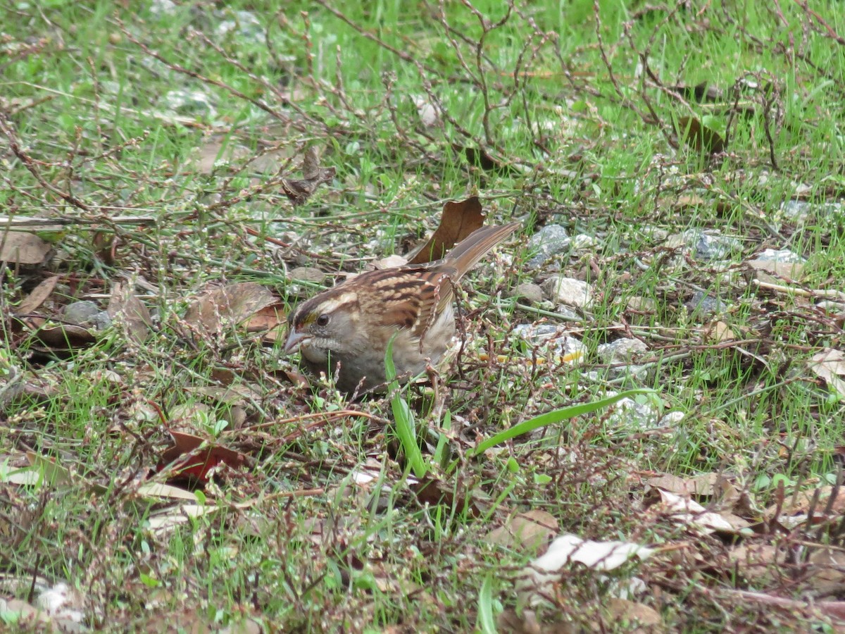 White-throated Sparrow - ML386736051