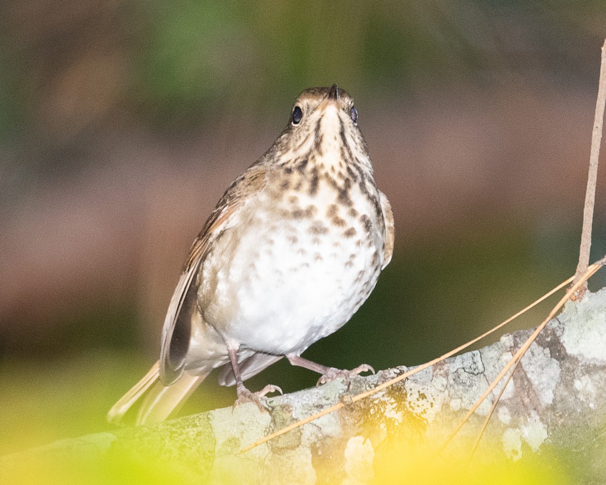 Hermit Thrush - ML386737101