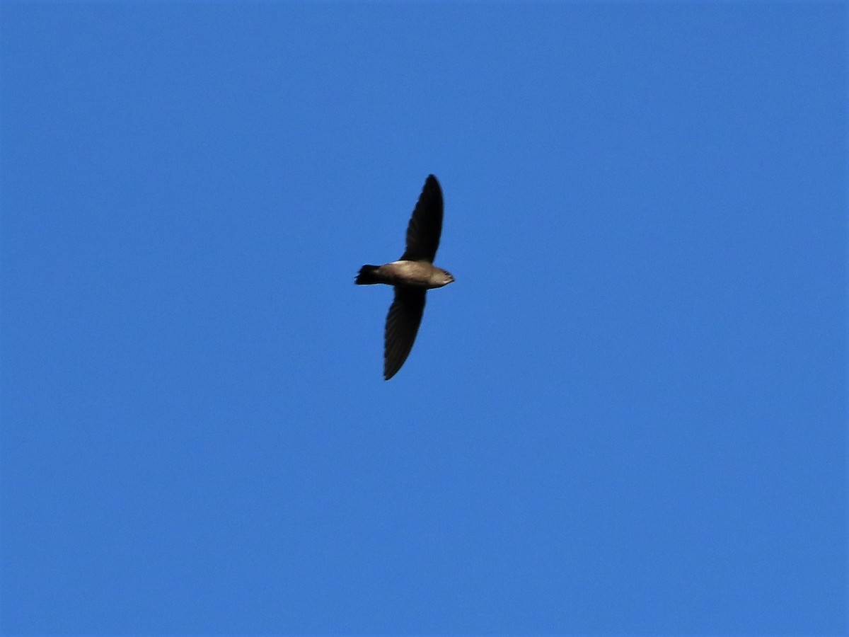 Band-rumped Swift - Hugo Foxonet