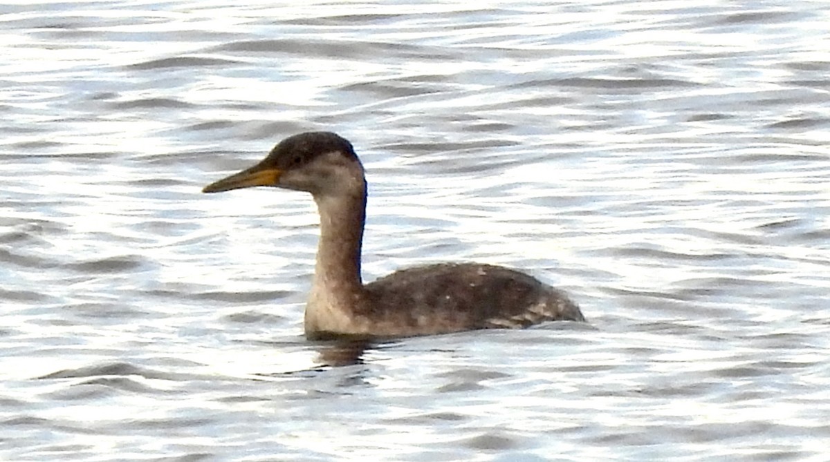 Red-necked Grebe - Pierre Masse