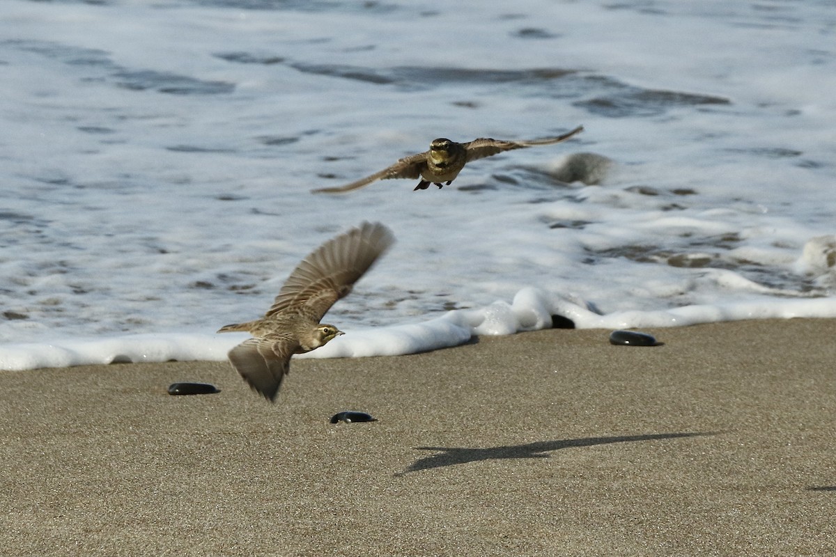 Horned Lark - Russ Morgan